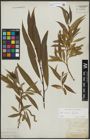 Foto von Salix alba L. x Salix fragilis L.